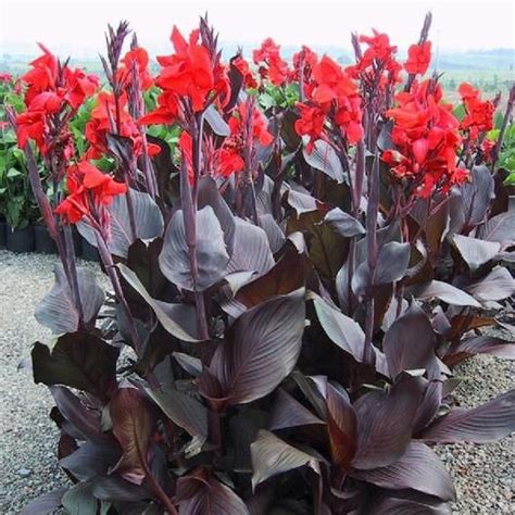 Canna Lily Bulbs - Australia | Spring Flower Bulbs | Eden Brothers ...