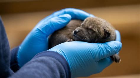 9 critically endangered red wolf pups were born at the North Carolina ...