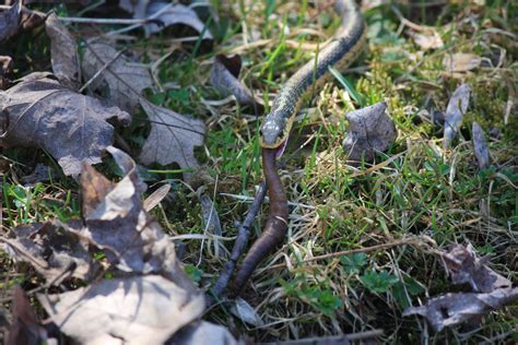 A garter snake eating a worm. | James M | Flickr