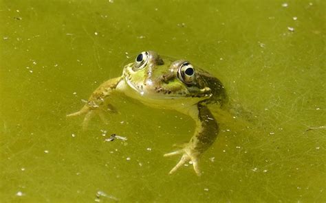 How to Remove Pond Algae in 6 Easy Steps | Aquareale Pond Tips