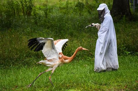 Birds Under Systemic Attack in the U.S. Under Trump – Dakota Birder