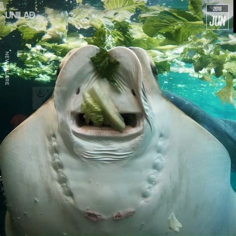 UNILAD - Stingray Eating Lettuce