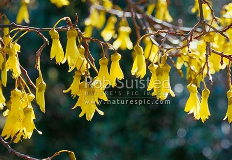 Kowhai tree flowers (Sophora sp.), New Zealand (NZ). Stock photo from New Zealand (NZ). Photos ...