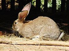 Flemish Giant rabbit - Wikipedia