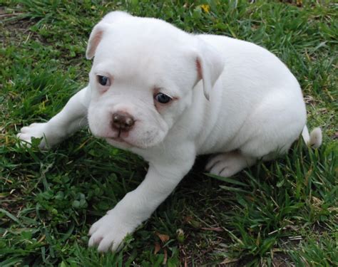 Cute American Bulldog white puppy photo and wallpaper. Beautiful Cute American Bulldog white ...