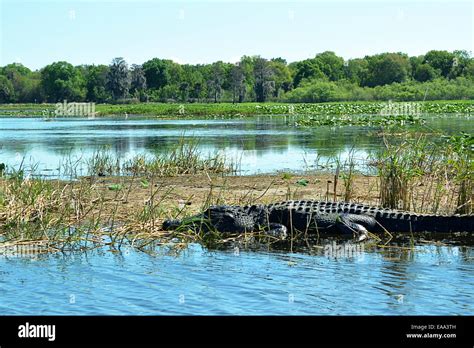 alligator in swamp Stock Photo - Alamy