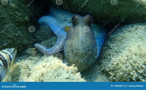 Octopus Vulgaris, Common Octopus Hunting. Stock Photo - Image of halkidiki, hunting: 160858714