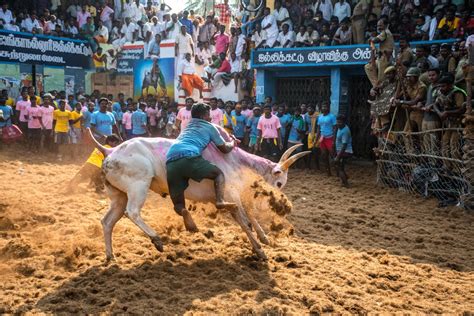 Jallikattu Photos, Download The BEST Free Jallikattu Stock Photos & HD ...