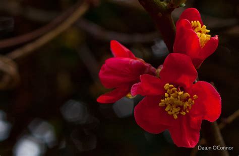 "Quince, Red Flowering Cydonia japonica rubra" by Dawn OConnor | Redbubble