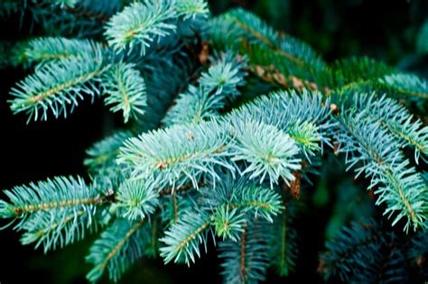 Premium Photo | Close-up of pine tree leaves