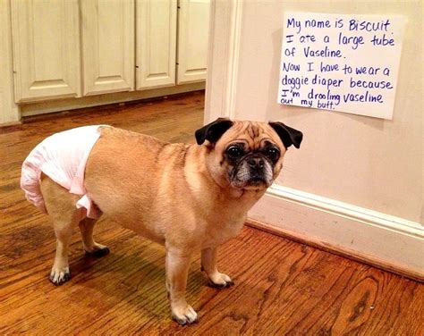 28 Very Naughty – But Incredibly Funny – Dogs - Life With Dogs