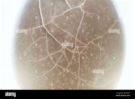 Cracked egg shell closeup texture. Crack eggshell pink toned photo. Broken egg abstract ...