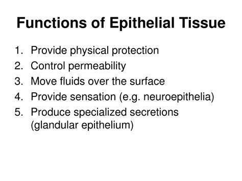 Epithelial Tissue Definition Types Functions Examples