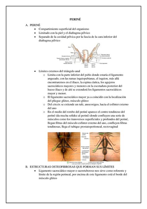 Periné - Summary of Anatomy´s Classes - PERINÉ A. PERINÉ Compartimiento superficial del ...