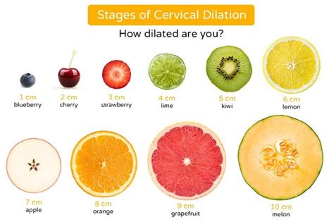 Cervical dilation: what it is and how long it takes - MadeForMums