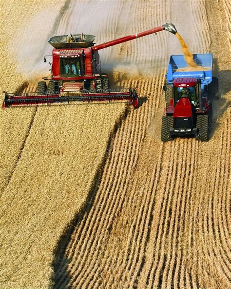 Wheat harvest - Stock Image - C007/3625 - Science Photo Library