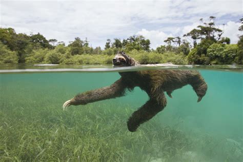 Panama's Swimming Pygmy Sloths Take to the Sea | Sloth, Sloth stuffed ...