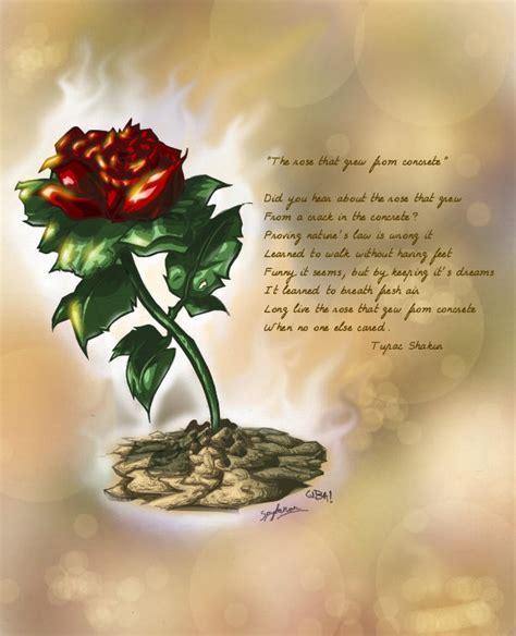 Rose that grew from concrete by spydaman on DeviantArt