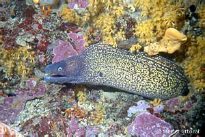 description of Muraena helena - Mediterranean moray