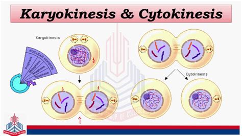 What is the difference between karyokinesis and cytokinesis? - letsdiskuss