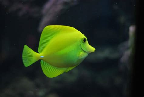 Do Fish Have Lungs? - Full Guide - MarinePatch