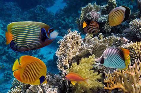 WAKATOBI MARINE PARK (THE REEFS OF EDEN) - Travel magazine for a ...