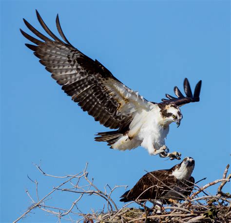 Osprey in the Everglades#WILDLIFE #PHOTOGRAPHY #COLORS OF NATURE # ...