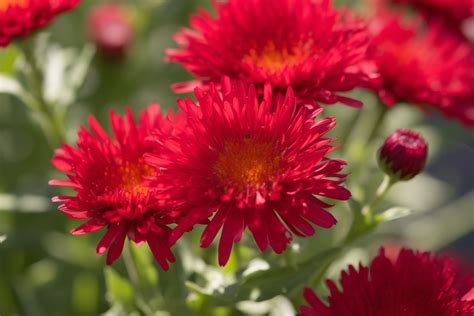 Red Aster Flower Meaning, Symbolism & Spiritual Significance - Foliage ...