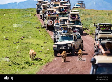 Tourist in safari vehicles ngorongoro hi-res stock photography and images - Alamy