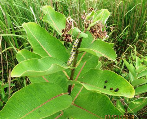 Got MILKweed for Monarchs? – Fishers Island Conservancy