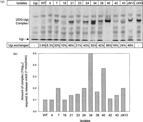 Exchange of Ugi from the UDG-Ugi complexes with the wild-type Ugi or ...