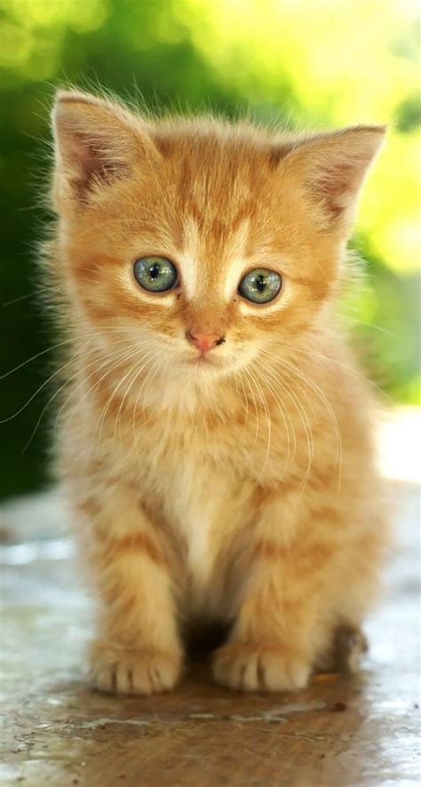 Chaton Mignon Roux | Starnimo