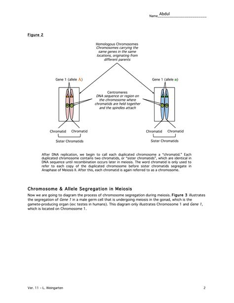 SOLUTION: Meiosis and mendel s law of segregation worksheet answer key - Studypool