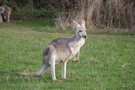 Phillip Island Wildlife Park - Animal Zoo Opening Hours & Ticket Prices