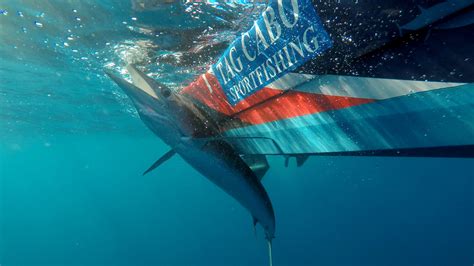 Striped Marlin Fishing In Cabo San Lucas - Tag Cabo Sportfishing