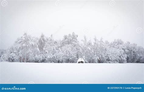 Trees in Snow Landscape. Snow is Falling Stock Photo - Image of scenery, frozen: 237293170