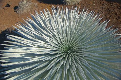 A spike plant on haleakala volcano;Maui hawaii united states of america - Stock Photo - Dissolve