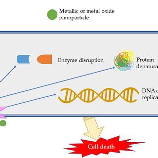 Antimicrobial mechanism of nanoparticles (adapted from [9-12 ...