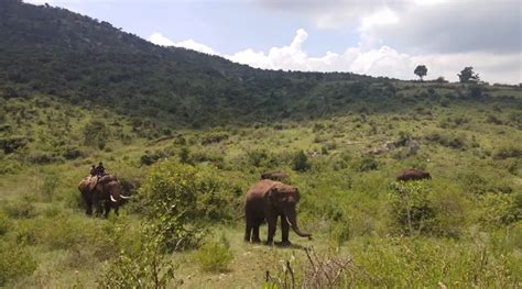 Bandipur National Park