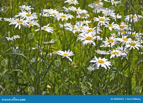 Wild Daisies stock image. Image of growth, bunch, blooming - 44085561