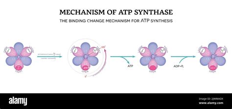 Mechanism of ATP synthase. The binding change mechanism for ATP ...