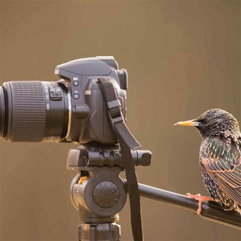 Backyard Bird Photography: Essential Gear for Beginners - Here is Your Expert & Exciting Guide!