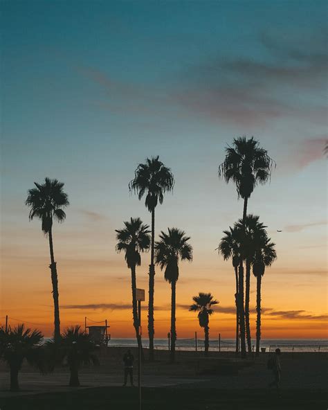 Free download | HD wallpaper: Venice Beach, green trees, palm, sunset ...