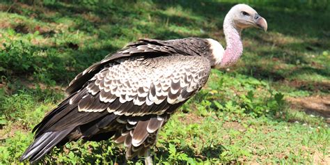 Ruppell's griffon vulture | Smithsonian's National Zoo and Conservation ...