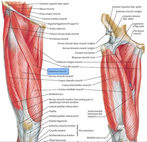 Sartorius muscle anatomy, action, function, strain & sartorius muscle flap