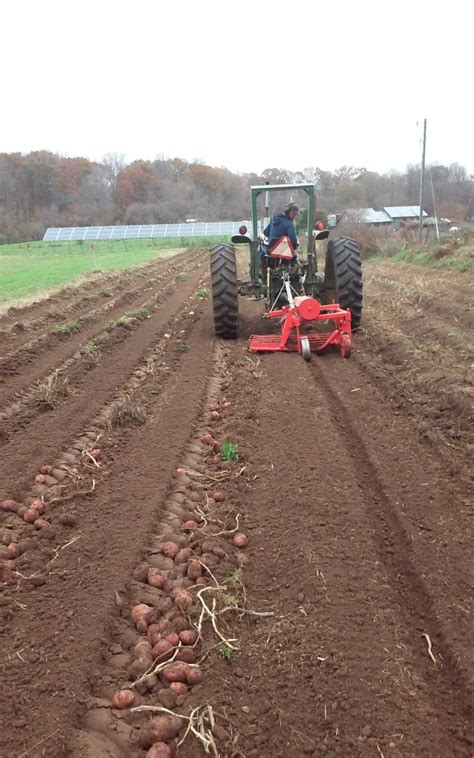 potato harvest – Sustainable Market Farming