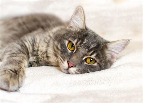 Cat Pain: Signs and What to Do | PetMD