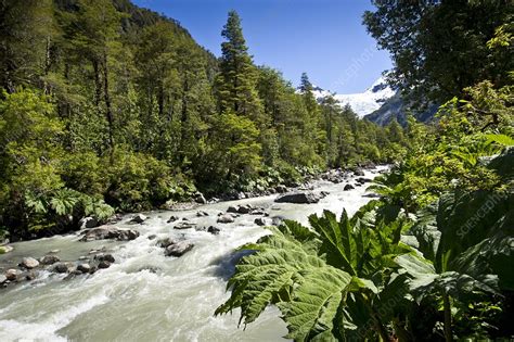 Corcovado National Park, Patagonia, Chile - Stock Image - C019/4042 - Science Photo Library