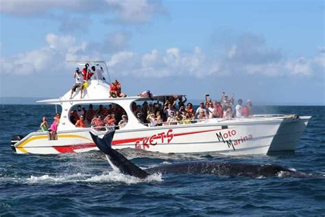 Samana: Bay of Samana Whale Watching Experience | GetYourGuide