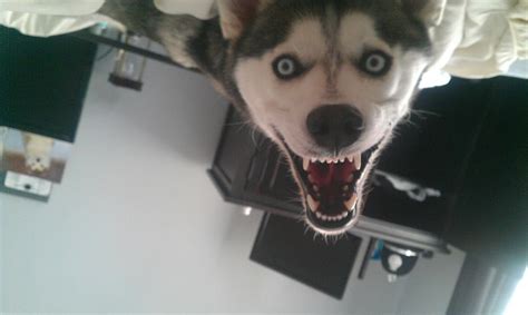 This creepy dog. : photoshopbattles